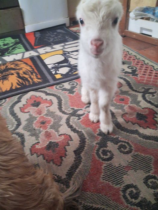 Продам( бронь) козочка, козеня від Ламанча