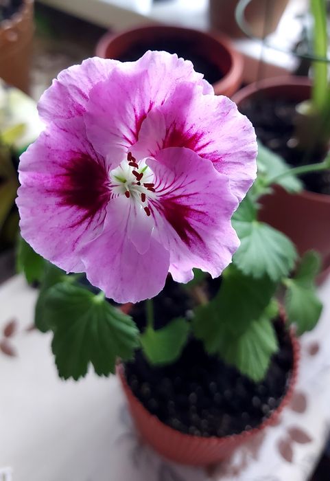 Королівська пеларгонія