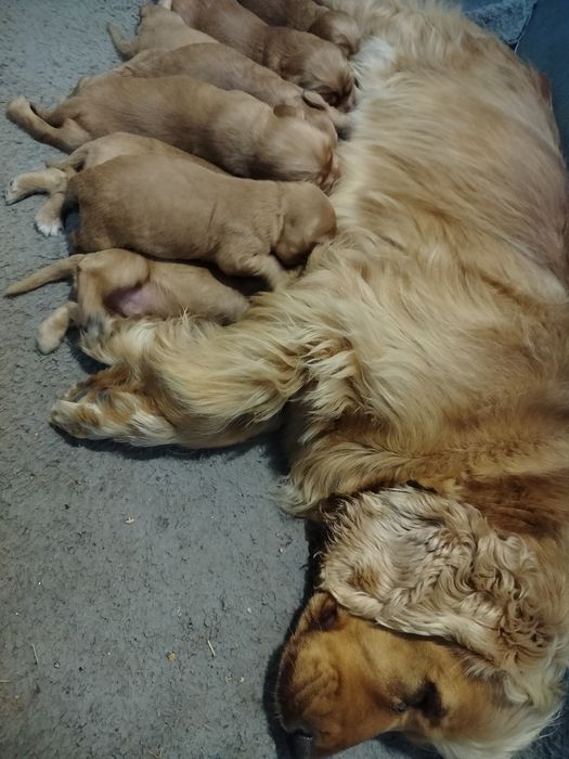 Cocker spaniel angielski