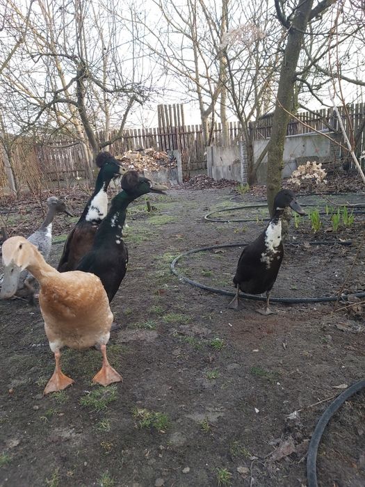 Jaja lęgowe od biegusów czubatych