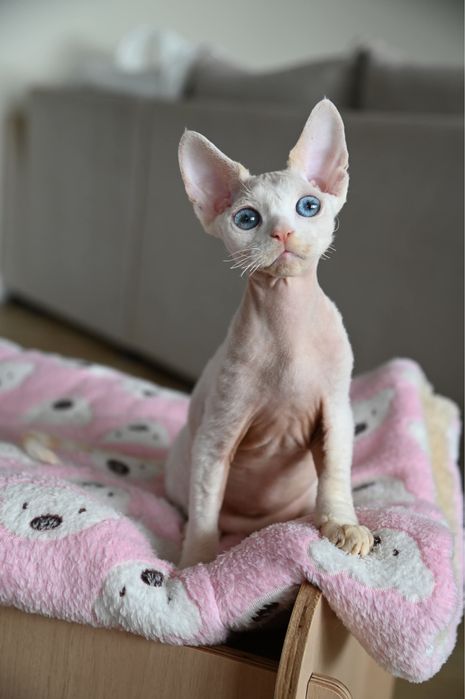Kocurek  Devon Rex