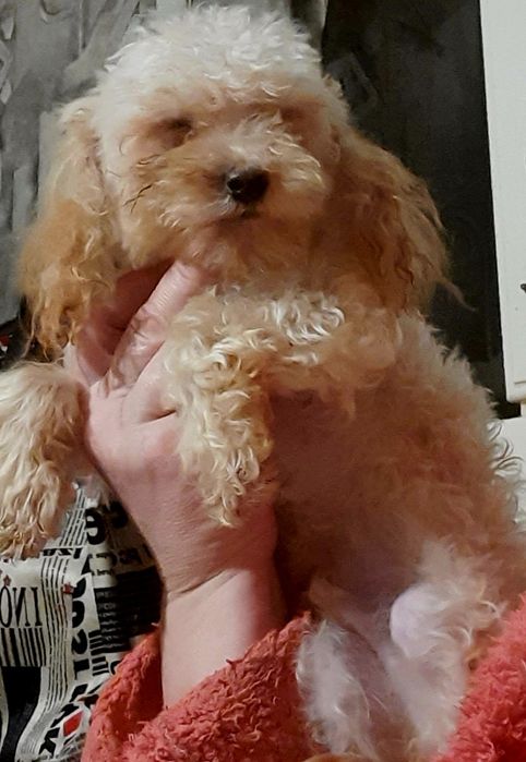 Мальчик той пудель