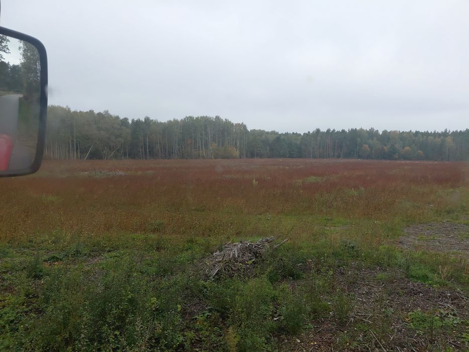 Dzierżawa pola zakrzaczonego samosiejkami