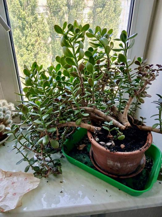 Квіти (великий вибір, шукають новий дім).