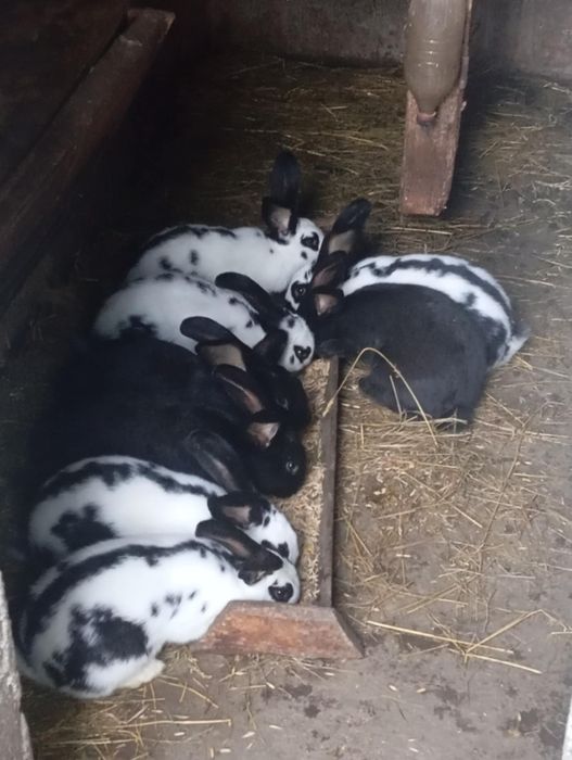 Кролики Каліфорнійці,бабочкі