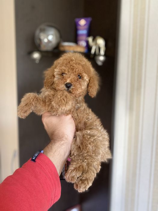 Мальтіпу(мальтипу) цуценятка милі і гарні