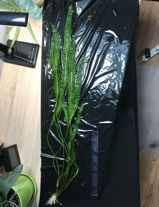 Kryptokoryna karbowana