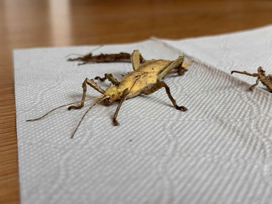 Straszyk olbrzymi - młode 3 sztuki