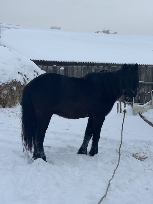 Продам робочого коня Бутейки