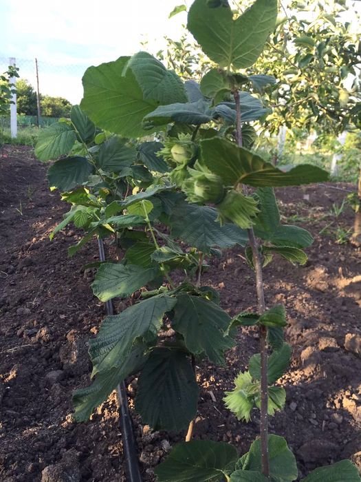 Продам саджанці фундука