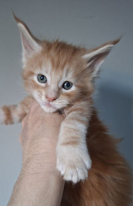 Rudy kocurek Maine Coon