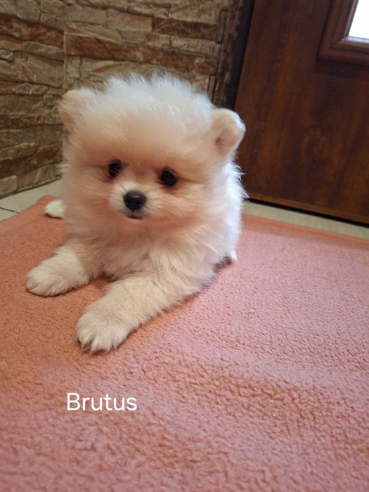 Sprzedam Psa rasy Szpic Pomeranian