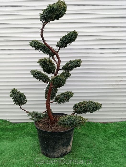 Donica z Bonsai z jałowca chińskiego 'BLUE ALPS' - 150 cm