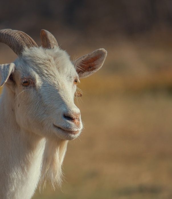 Продам коз, козлов от 800