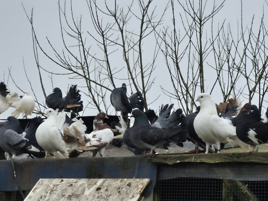 Sprzedam pawiki młode