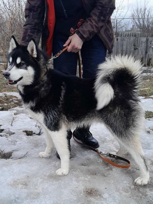 Ищем любящую семью для кобеля Хаски