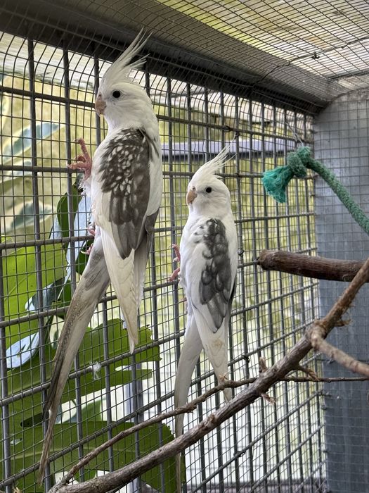 Caturras adultas calopsita