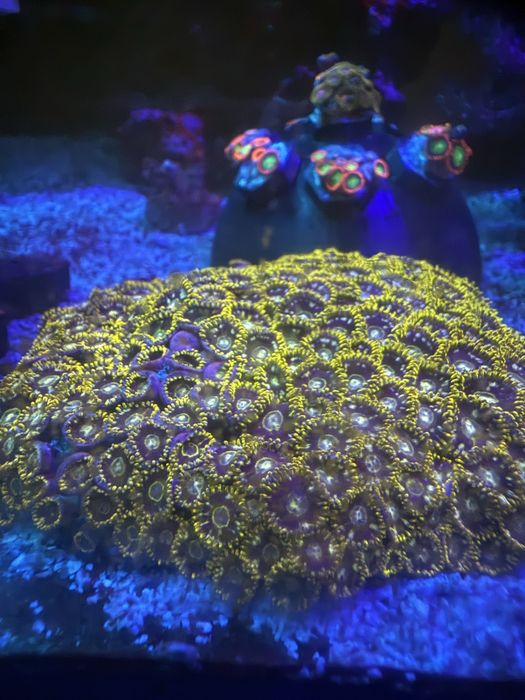 Corais Moles Faceis Zoanthus