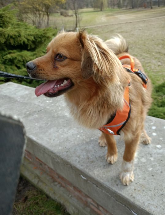 Domek potrzebny na już