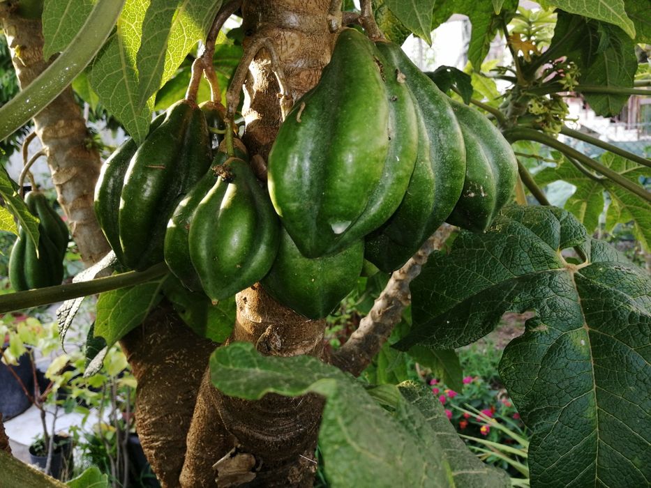 Papaia da montanha (Vasconcellea pubescens) de vários tamanhos e preço