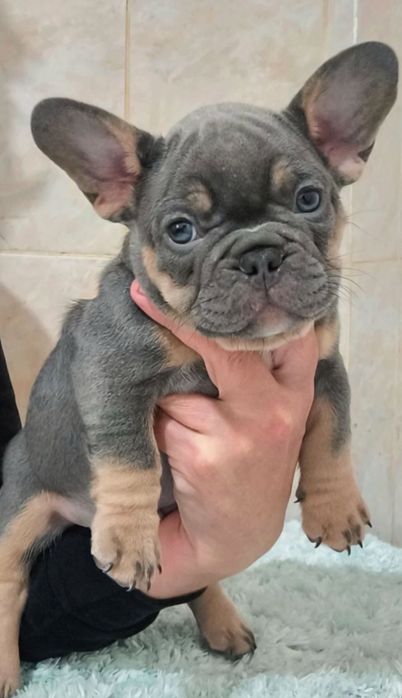 Щенки французского бульдога