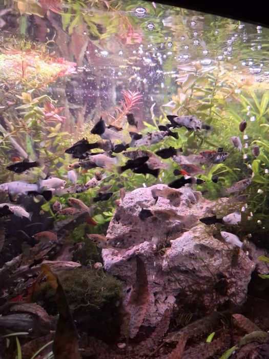 Rybki akwariowe żyworodne