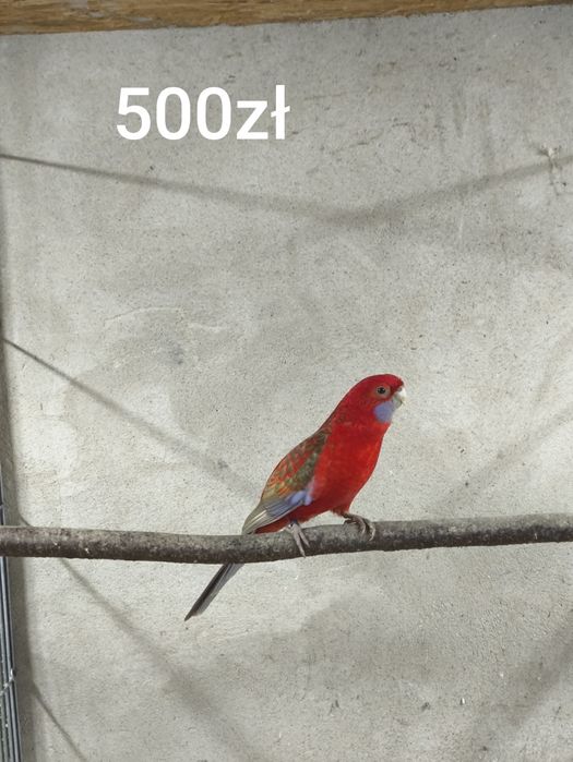 Samiec z 2023 rok