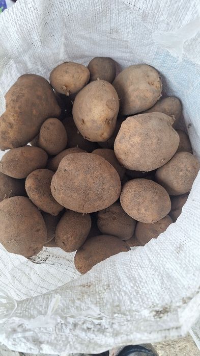 Продаємо картоплю з доставкою за адресою