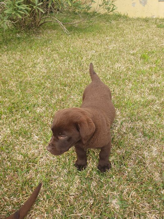 Labrador  pronta para nova familia