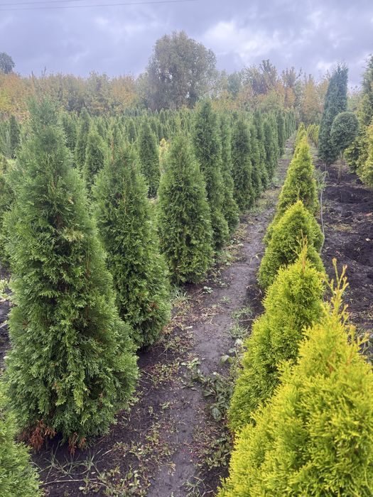 Продам туі смарагд брабант ялинкм , кулясті скальний можевельник