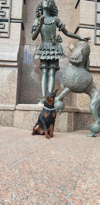 Цвергпинчер вязка