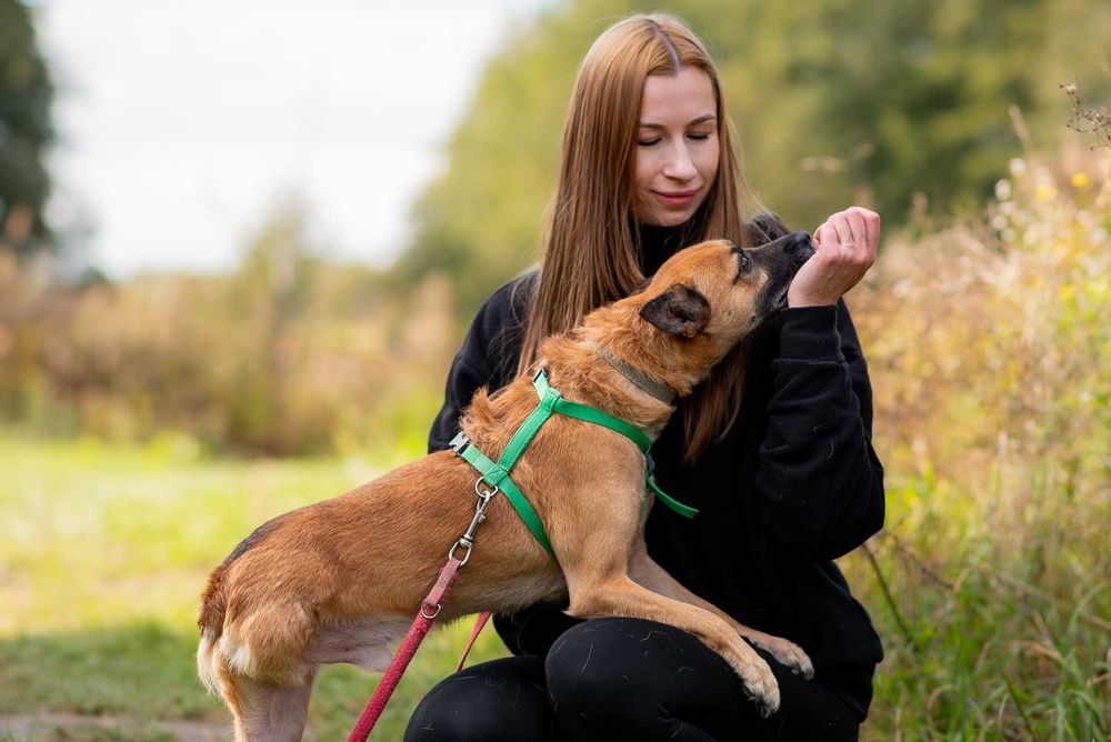 Ulivek: łagodny, spokojny, zapatrzony w człowieka
