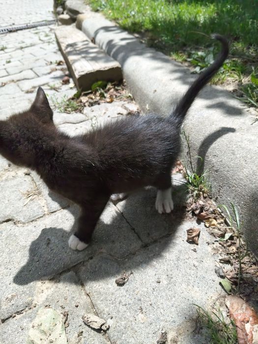 Oddam kotkę do dobrego domu