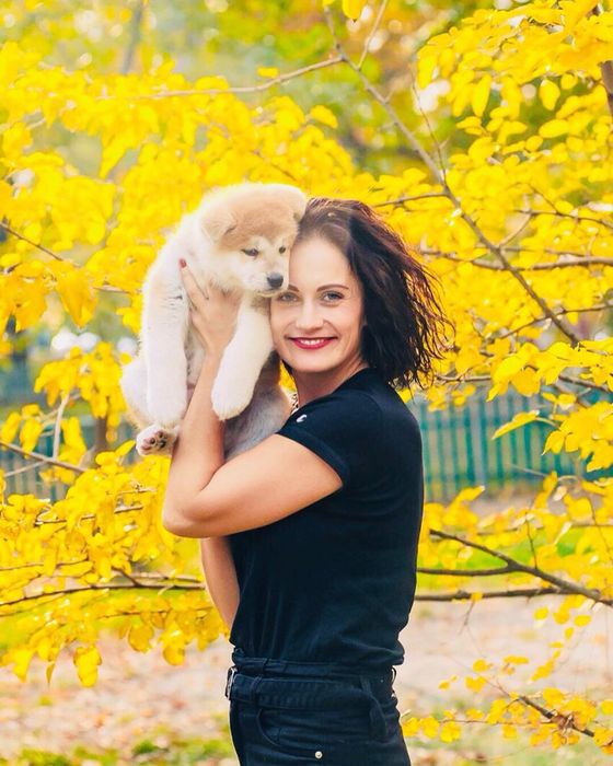 Японська Акіта іну малюки в продажі.