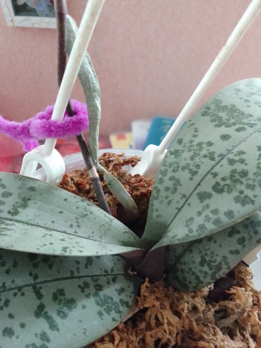 Продам Орхідея шиліриана сільвер