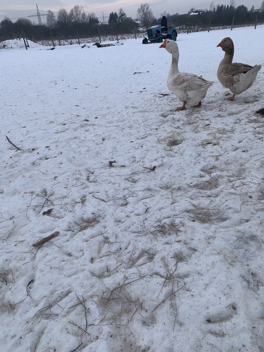 Sprzedam ladne gesi landes lub zamiana na indyki
