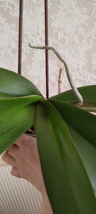 Орхідеї з кашпо колір невідомий