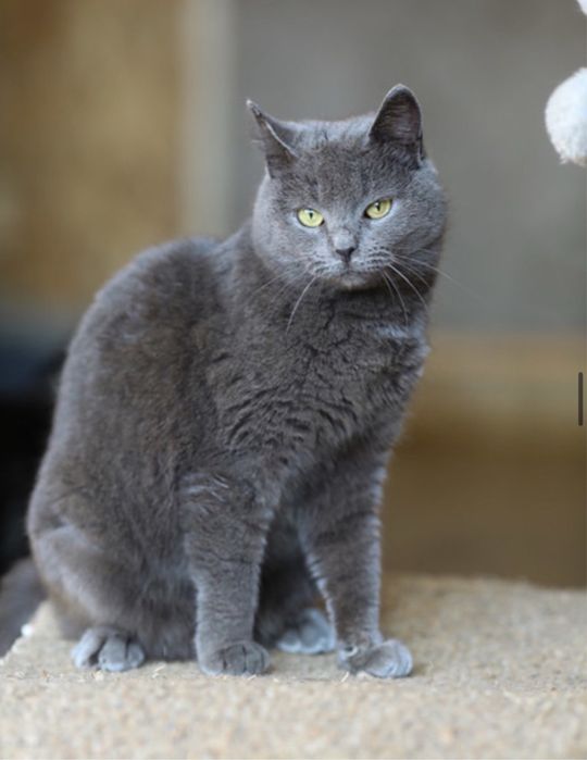 Хвиля, смешная коасивая кошка, 3 года