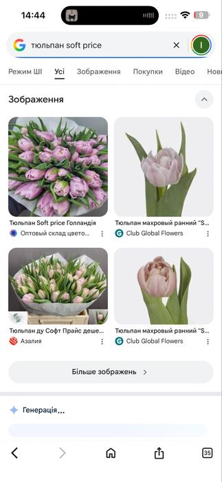 Продам цибулини тюльпанів ДО вигонки розмір 12+