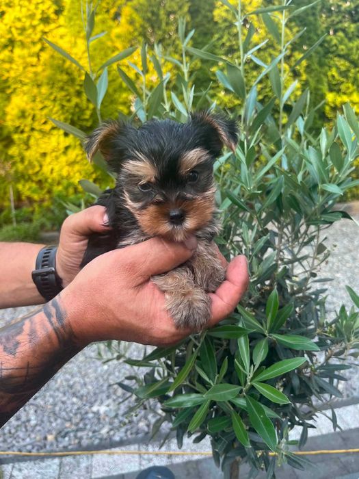 Yorkshire terrier