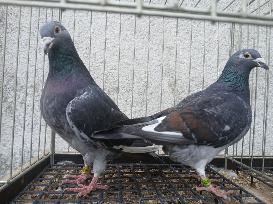 Gołębie pocztowe arden