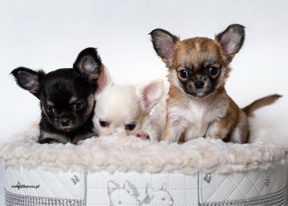 Chihuahua długowłosy - HULTAJ Ilharess