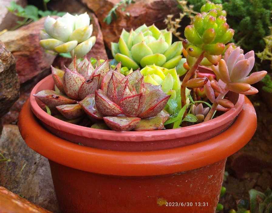 Кімнатні сукуленти (набір з декількох рослин)