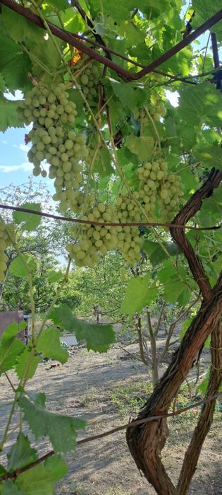 Дом в дачном кооперативе за  Отрадным дача