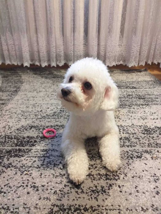 Бішон фрізе Тедік