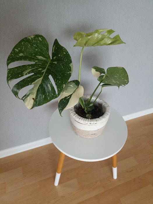 Monstera Thai Mutation