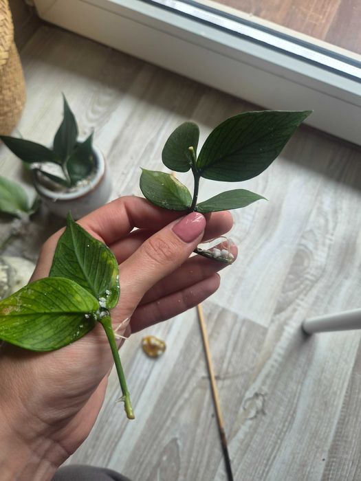 Hoya Polyneura sadzonka w ukorzenianiu