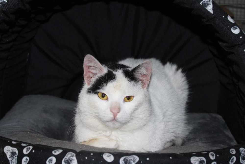 Wojtuś czeka na dom