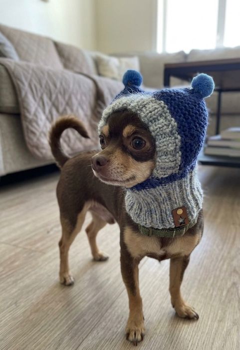 Ręcznie robiona czapeczka dla psa, kota, Chihuahua York handmade