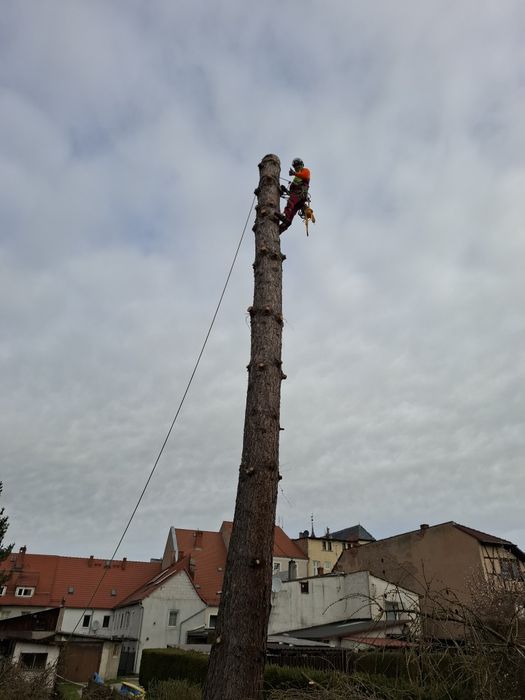 Wycinka drzew metodą alpinstyczna